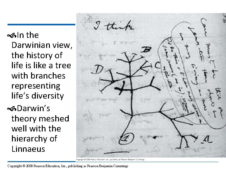  In the Darwinian view, the history of life is like a tree with