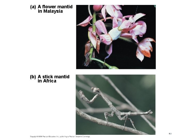 Fig. 19 -12 (a) A flower mantid in Malaysia (b) A stick mantid in