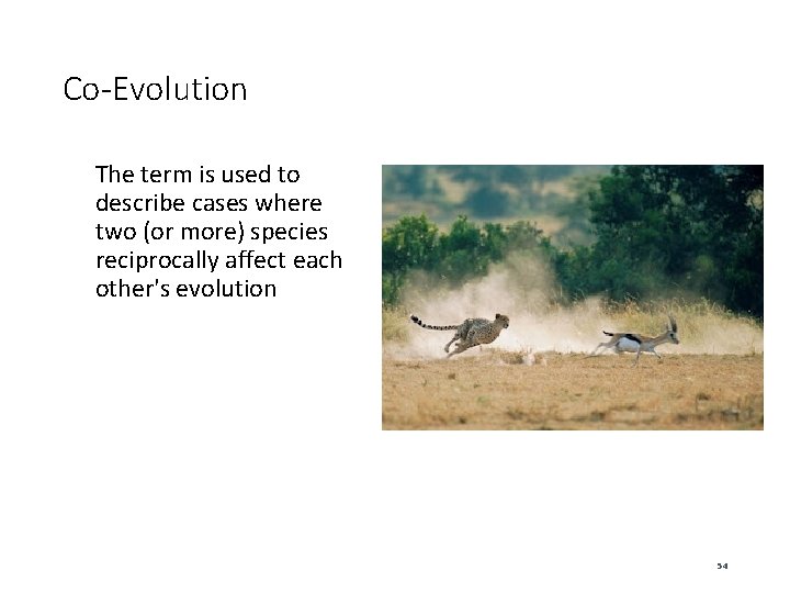 Co-Evolution The term is used to describe cases where two (or more) species reciprocally