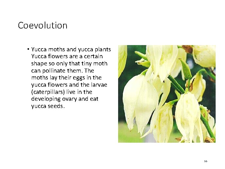 Coevolution • Yucca moths and yucca plants Yucca flowers are a certain shape so