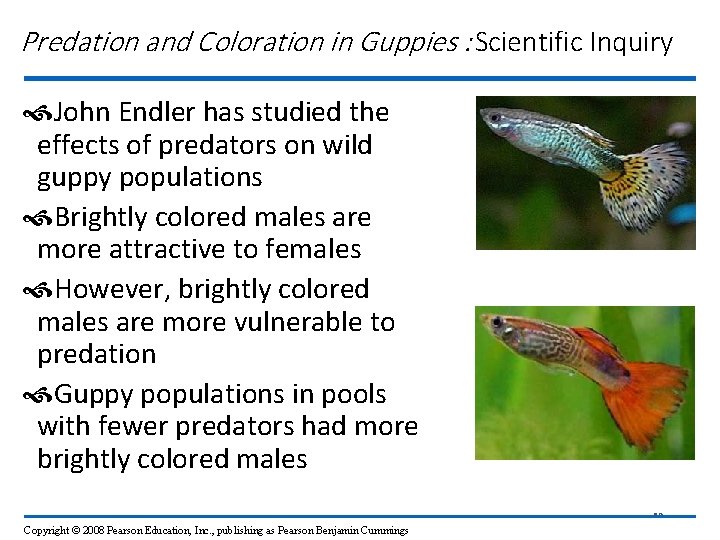 Predation and Coloration in Guppies : Scientific Inquiry John Endler has studied the effects