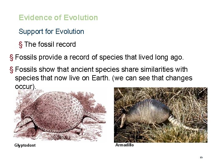 Evidence of Evolution Support for Evolution § The fossil record § Fossils provide a
