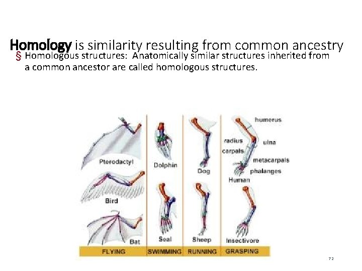 Homology is similarity resulting from common ancestry § Homologous structures: Anatomically similar structures inherited