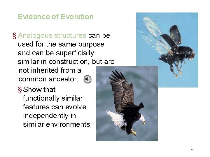 Evidence of Evolution § Analogous structures can be used for the same purpose and