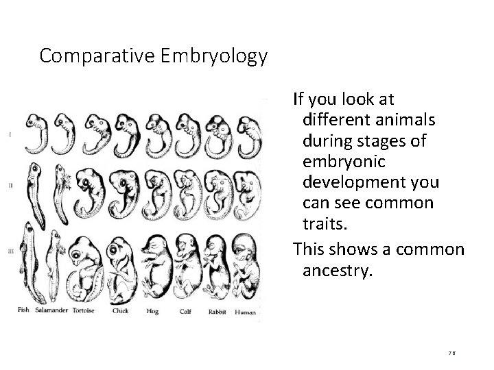 Comparative Embryology If you look at different animals during stages of embryonic development you