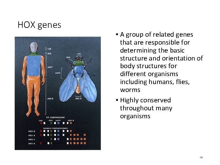 HOX genes • A group of related genes that are responsible for determining the