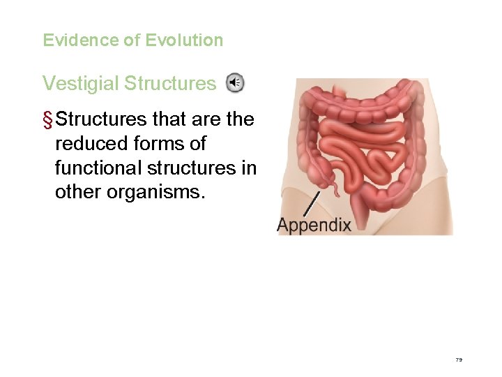 Evolution Evidence of Evolution Vestigial Structures § Structures that are the reduced forms of
