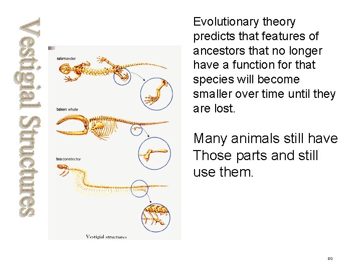 Evolutionary theory predicts that features of ancestors that no longer have a function for