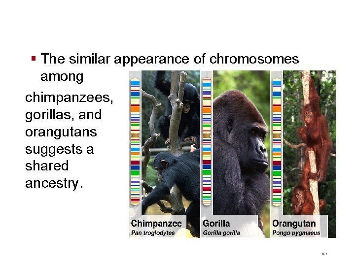 § The similar appearance of chromosomes among chimpanzees, gorillas, and orangutans suggests a shared