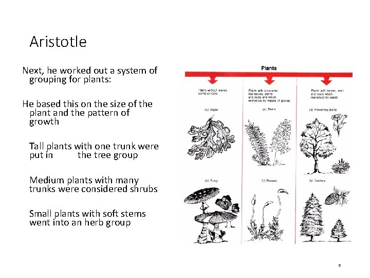 Aristotle Next, he worked out a system of grouping for plants: He based this