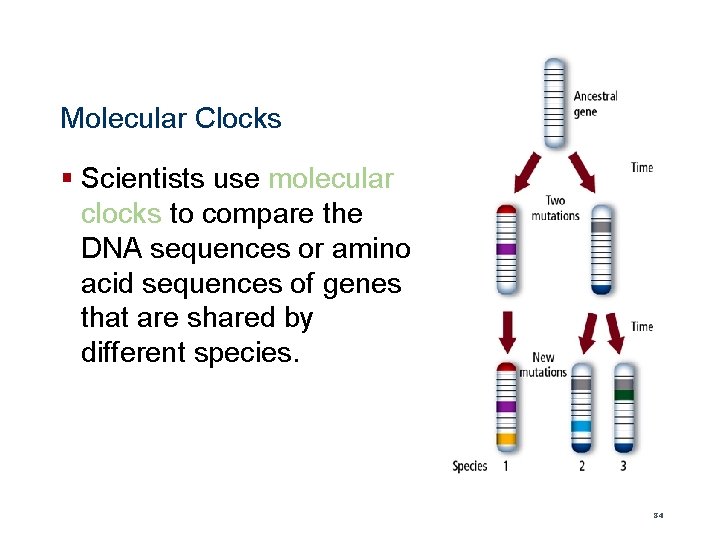 Molecular Clocks § Scientists use molecular clocks to compare the DNA sequences or amino