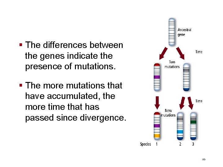 § The differences between the genes indicate the presence of mutations. § The more