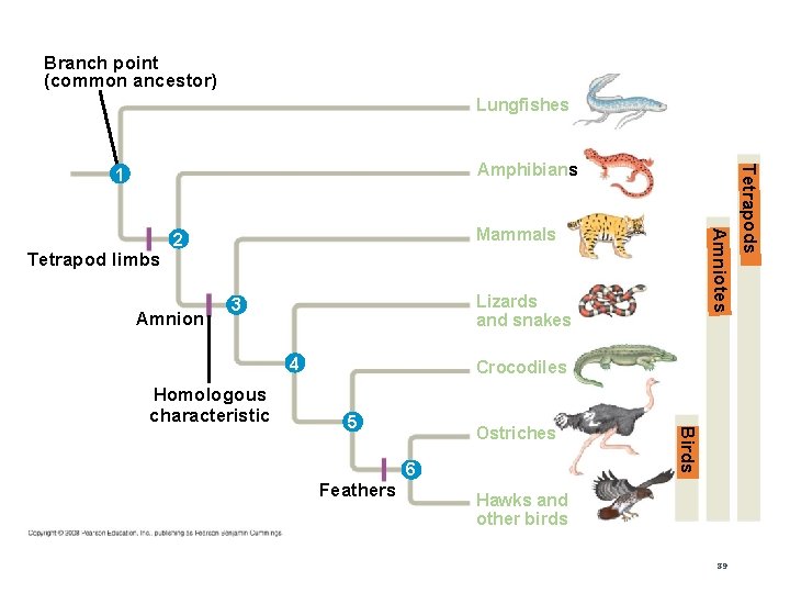 Fig. 19 -19 Branch point (common ancestor) Lungfishes Amnion Lizards and snakes 3 4