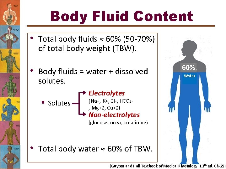 Body Fluid Content • Total body fluids ≈ 60% (50 -70%) of total body