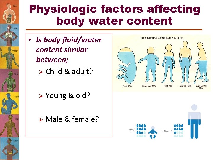 Physiologic factors affecting body water content • Is body fluid/water content similar between; Ø