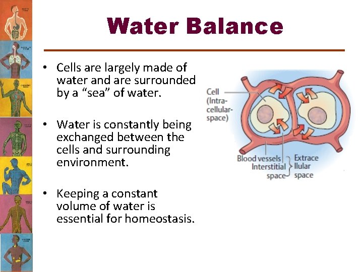 Water Balance • Cells are largely made of water and are surrounded by a