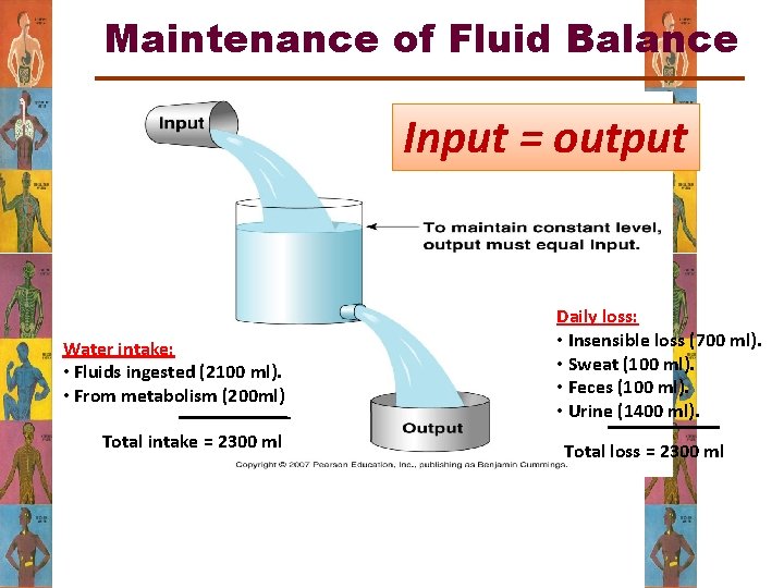 Maintenance of Fluid Balance Input = output Water intake: • Fluids ingested (2100 ml).