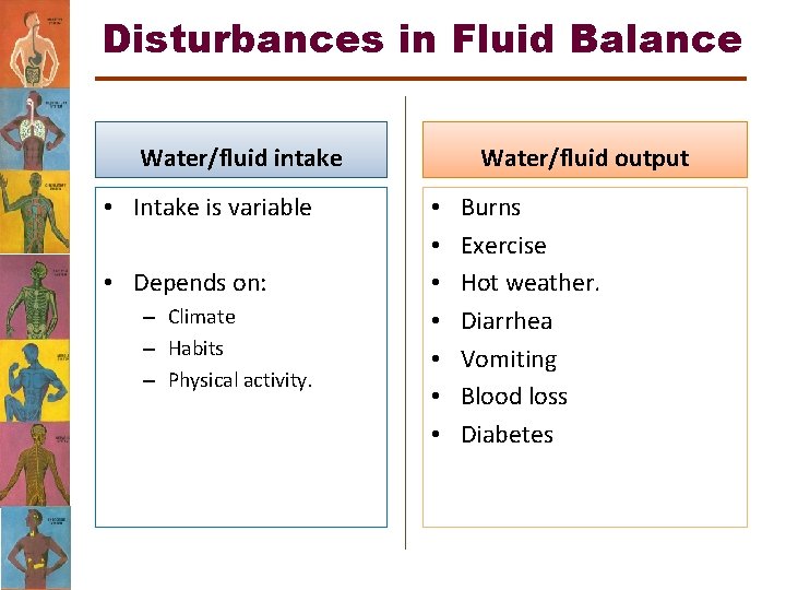 Disturbances in Fluid Balance Water/fluid intake • Intake is variable • Depends on: –