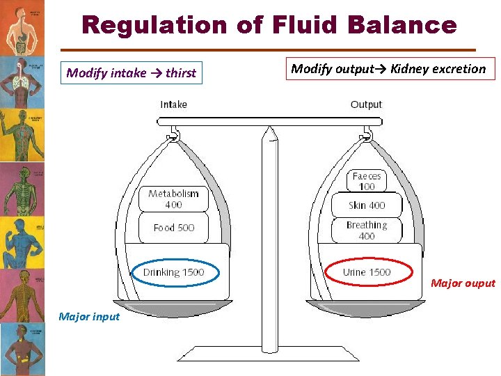 Regulation of Fluid Balance Modify intake → thirst Modify output→ Kidney excretion Major ouput