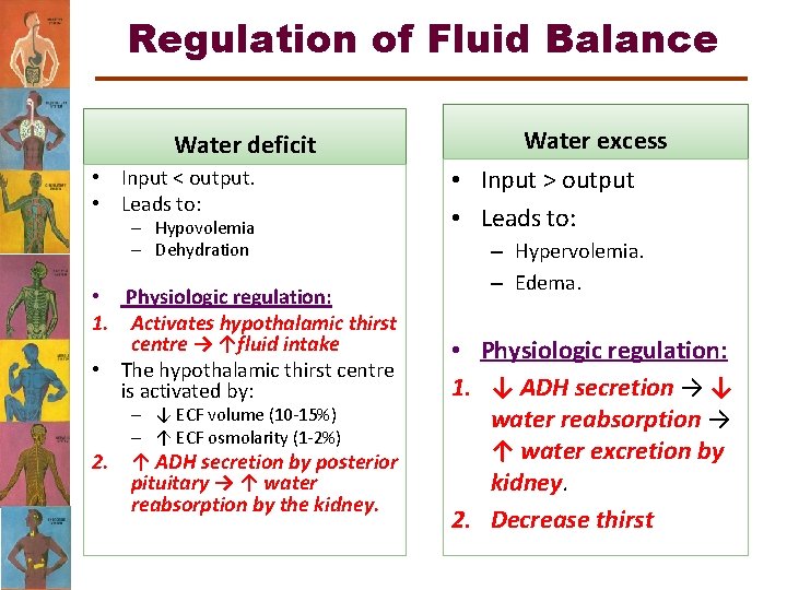 Regulation of Fluid Balance Water deficit • Input < output. • Leads to: –