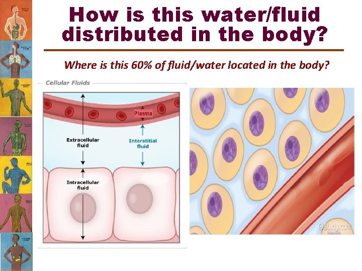 How is this water/fluid distributed in the body? Where is this 60% of fluid/water