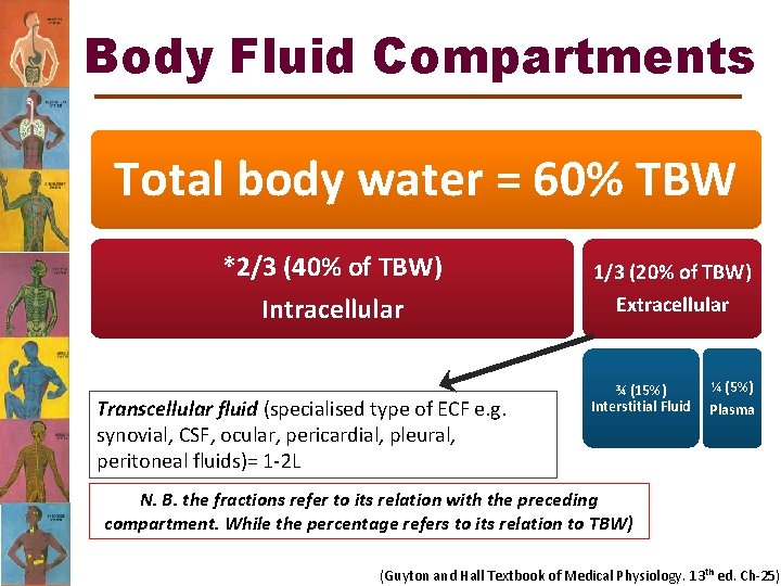 Body Fluid Compartments Total body water = 60% TBW *2/3 (40% of TBW) Intracellular