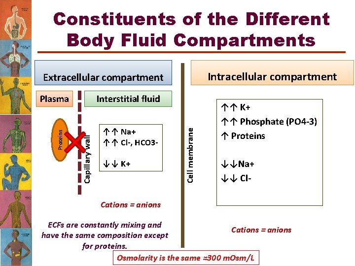 Constituents of the Different Body Fluid Compartments Intracellular compartment Extracellular compartment ↑↑ Na+ ↑↑