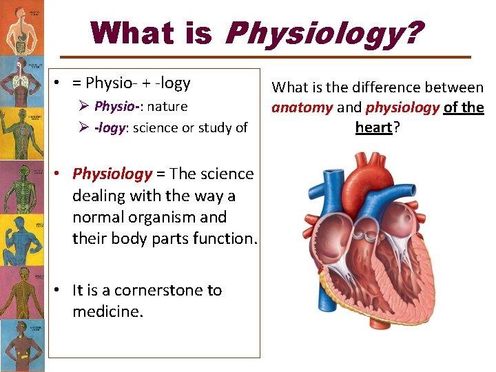 What is Physiology? • = Physio- + -logy Ø Physio-: nature Ø -logy: science