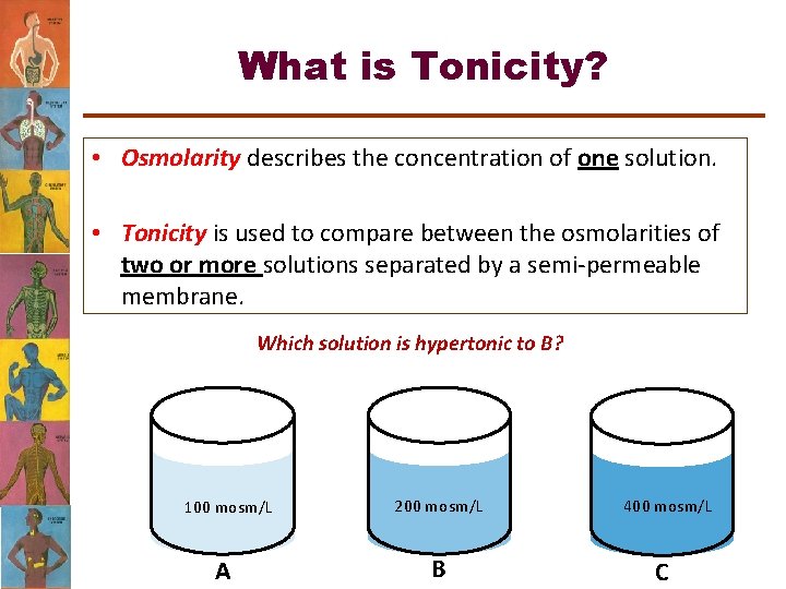 What is Tonicity? • Osmolarity describes the concentration of one solution. • Tonicity is