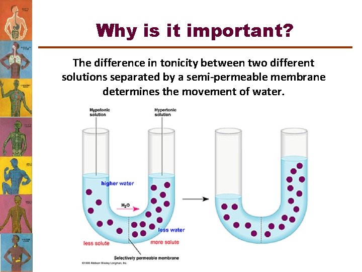Why is it important? The difference in tonicity between two different solutions separated by