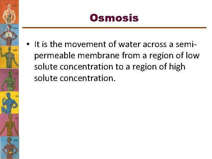 Osmosis • It is the movement of water across a semipermeable membrane from a
