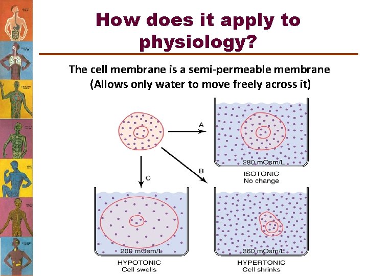 How does it apply to physiology? The cell membrane is a semi-permeable membrane (Allows
