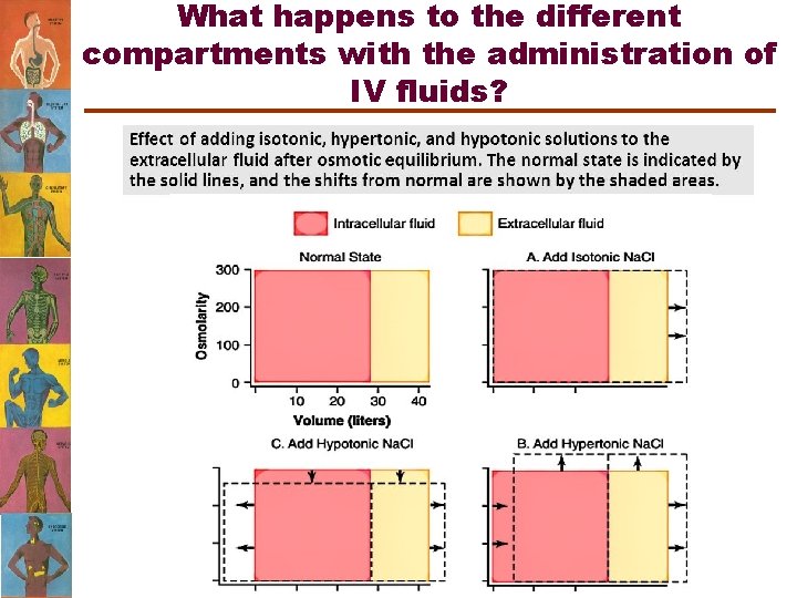 What happens to the different compartments with the administration of IV fluids? 