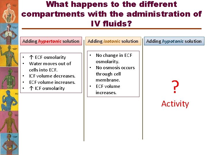 What happens to the different compartments with the administration of IV fluids? Adding hypertonic