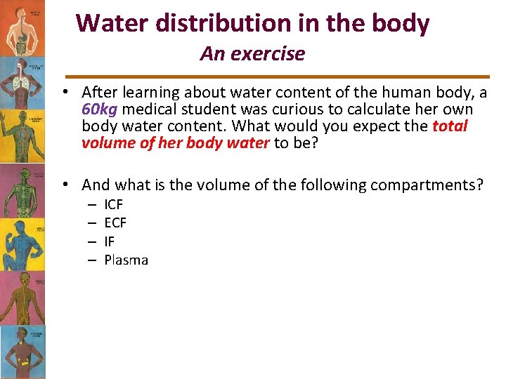 Water distribution in the body An exercise • After learning about water content of