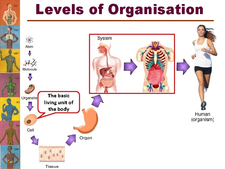 Levels of Organisation The basic living unit of the body 