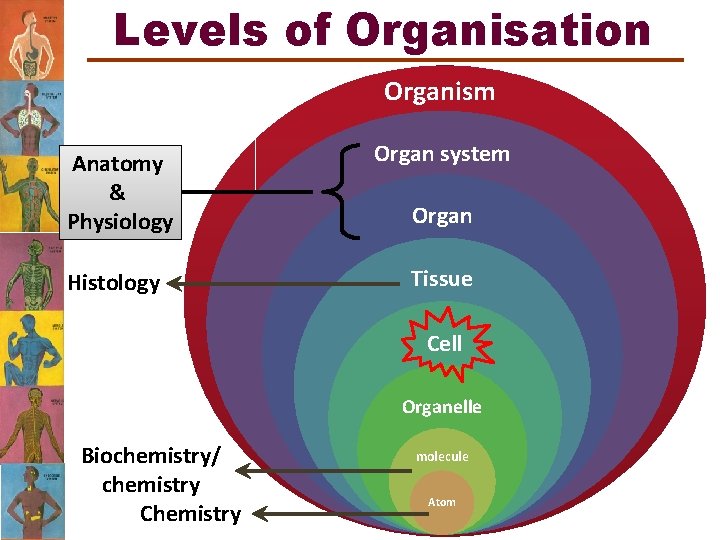Levels of Organisation Organism Anatomy & Physiology Organ system Histology Tissue Organ Cell Organelle
