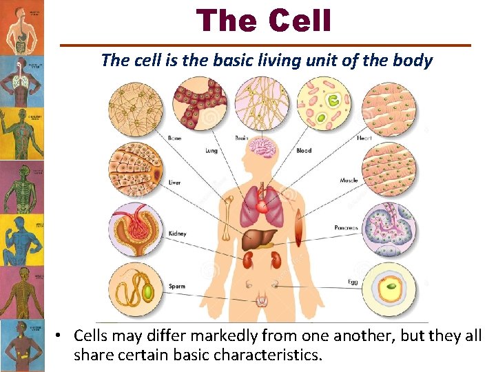 The Cell The cell is the basic living unit of the body • Cells