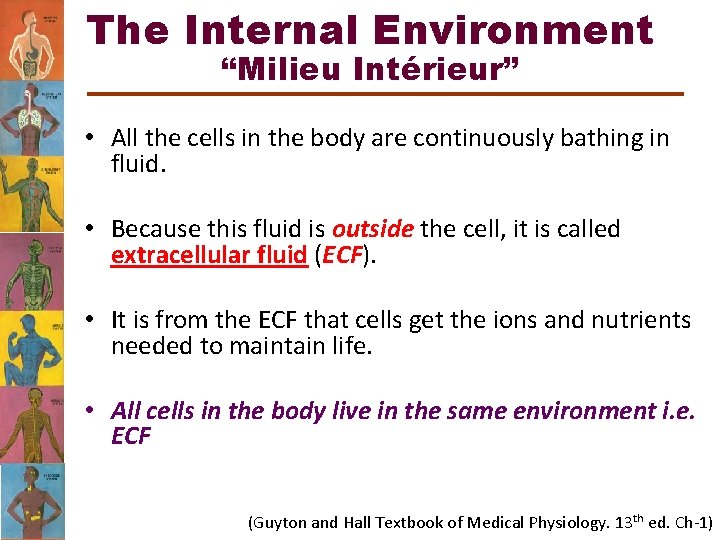 The Internal Environment “Milieu Intérieur” • All the cells in the body are continuously