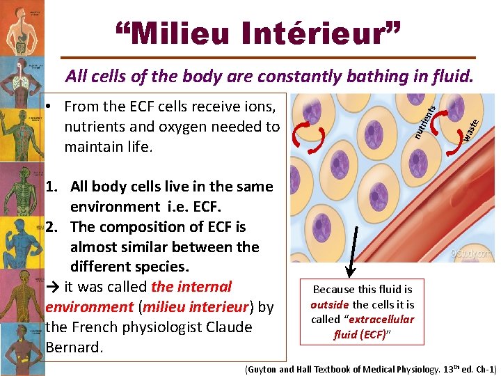 “Milieu Intérieur” 1. All body cells live in the same environment i. e. ECF.