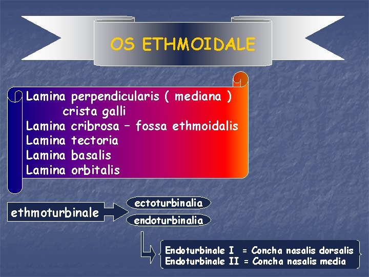 OS ETHMOIDALE Lamina perpendicularis ( mediana ) crista galli Lamina cribrosa – fossa ethmoidalis