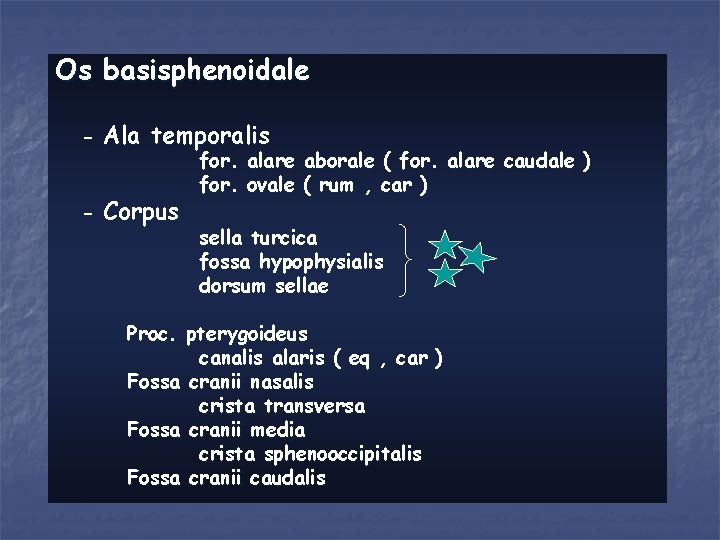 Os basisphenoidale - Ala temporalis - Corpus for. alare ovale aborale ( for. alare