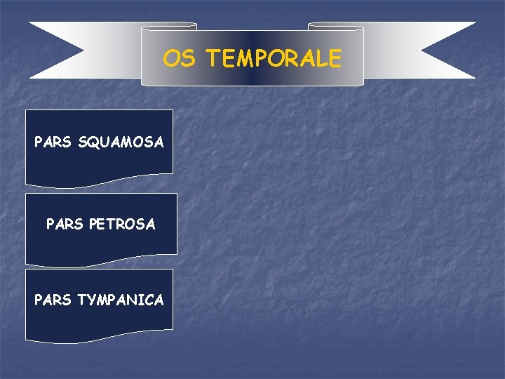 OS TEMPORALE PARS SQUAMOSA PARS PETROSA PARS TYMPANICA 