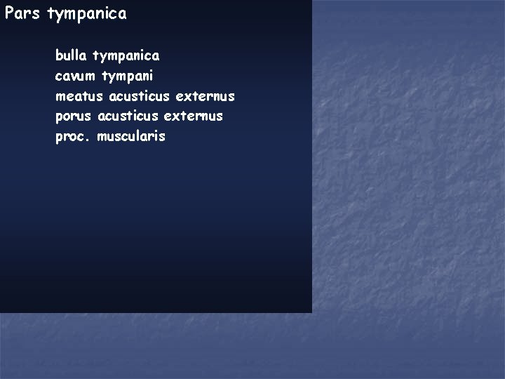 Pars tympanica bulla tympanica cavum tympani meatus acusticus externus porus acusticus externus proc. muscularis