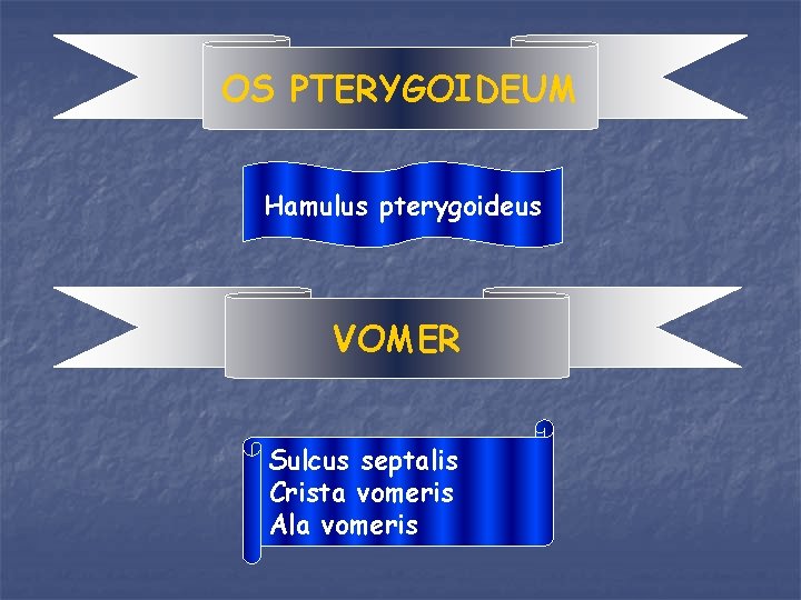OS PTERYGOIDEUM Hamulus pterygoideus VOMER Sulcus septalis Crista vomeris Ala vomeris 