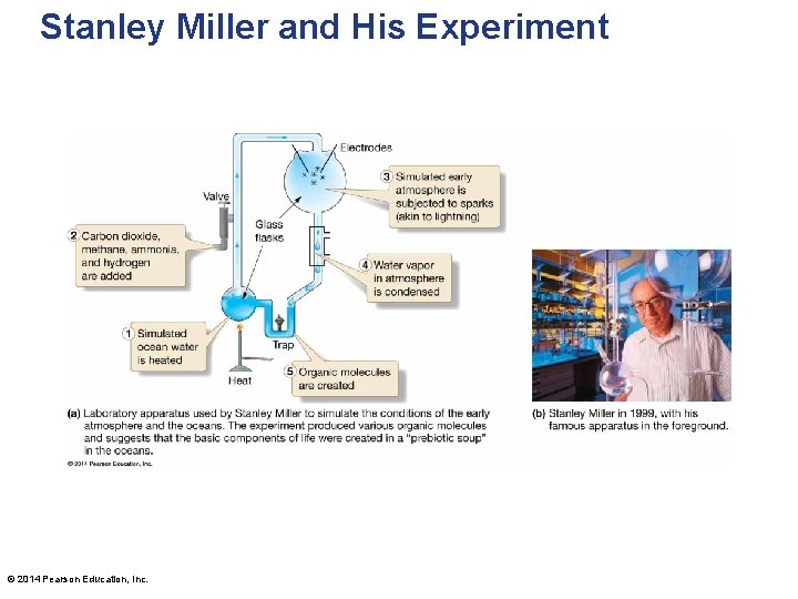 Stanley Miller and His Experiment © 2014 Pearson Education, Inc. 