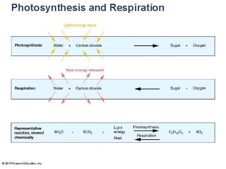 Photosynthesis and Respiration © 2014 Pearson Education, Inc. 