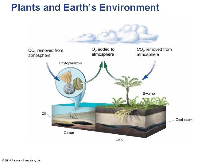 Plants and Earth’s Environment © 2014 Pearson Education, Inc. 