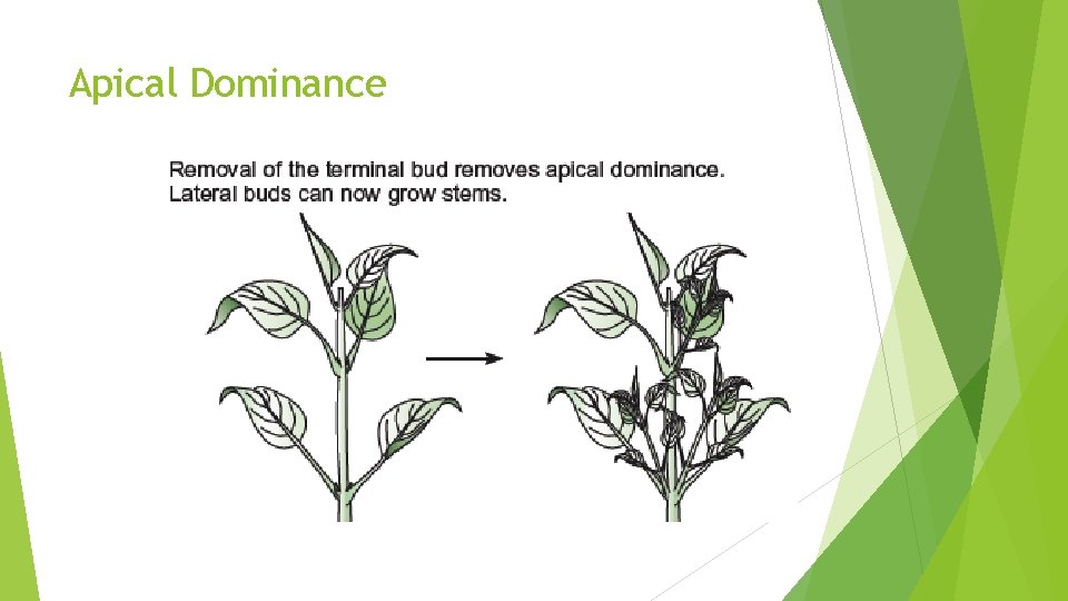 Plant Growth Spec Learning outcomes Evaluate the experimental