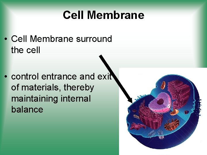 Cell Membrane • Cell Membrane surround the cell • control entrance and exit of
